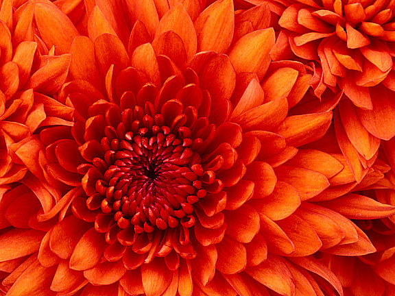 Chrysanthemum_20.jpg 